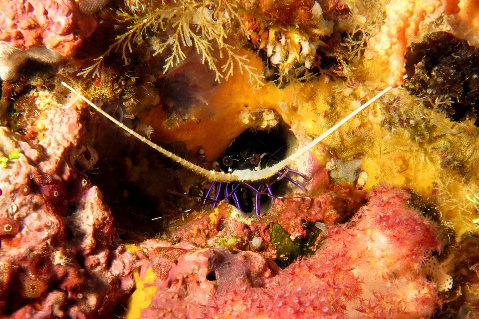 Panulirus versicolor