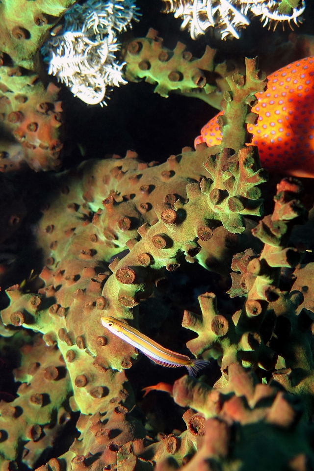 Tubastraea micranthus, Plagiotremus rhinorhynchos, Cephalopholis miniata