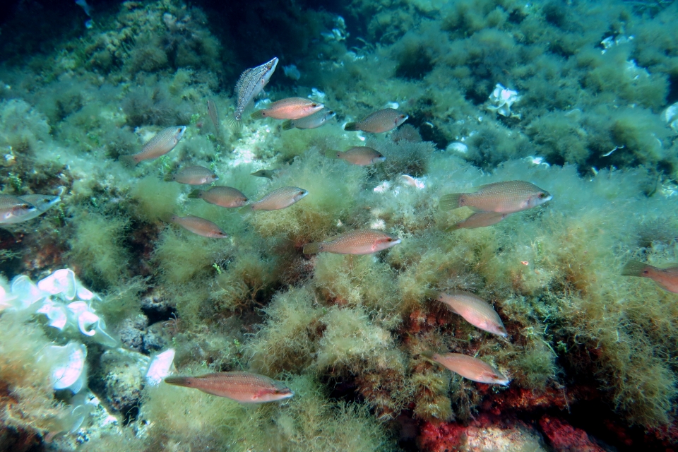 Symphodus tinca, Symphodus rostratus