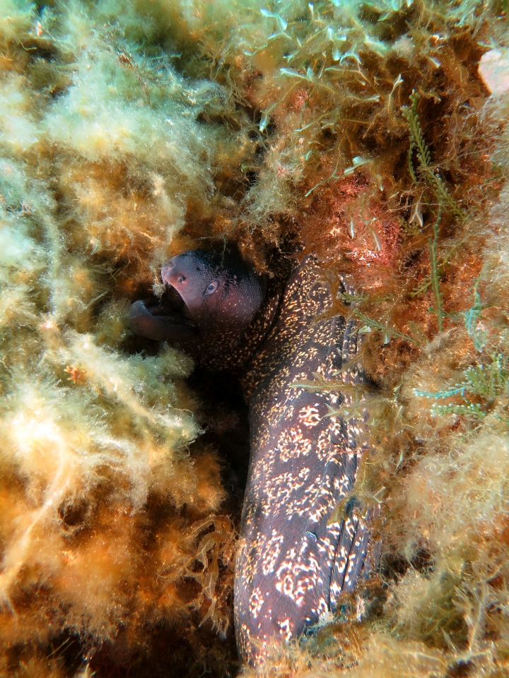 Muraena helena