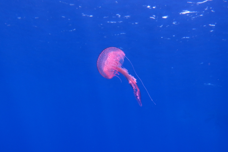 Pelagia noctiluca