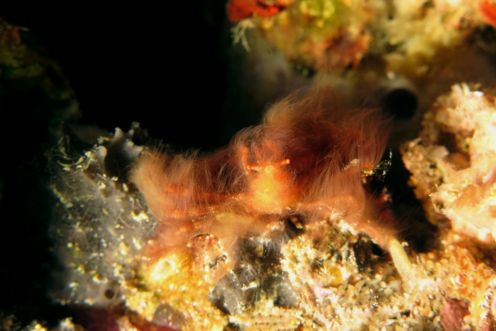 Achaeus japonicus
