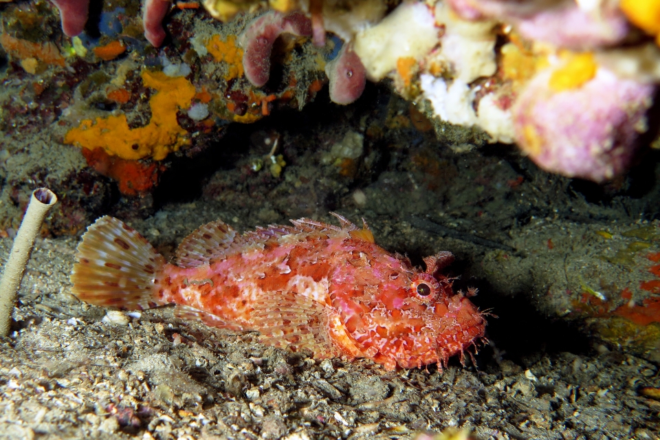 Scorpaena scrofa