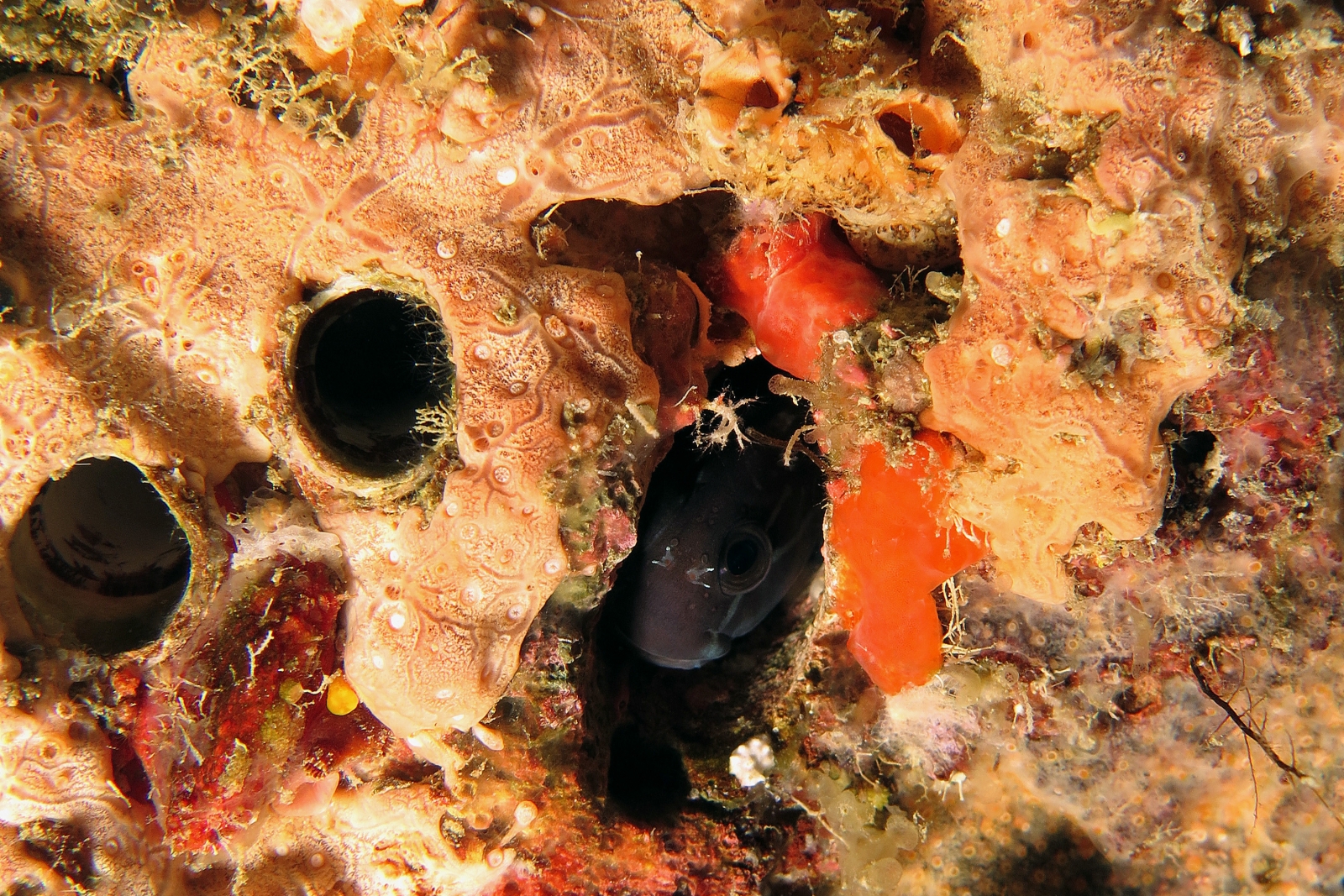 Ecsenius namiyei
