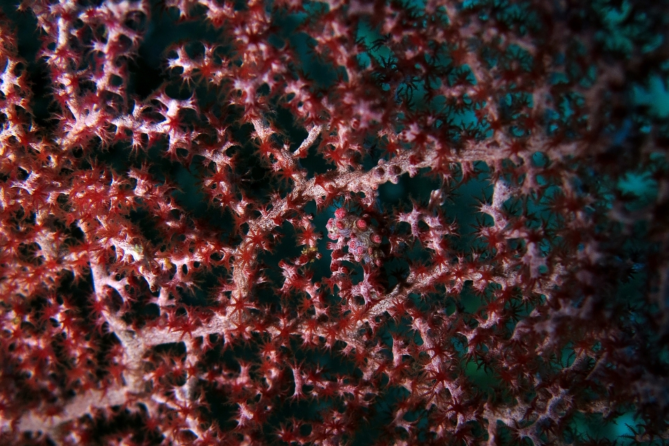 Hippocampus bargibanti, Muricella sp.