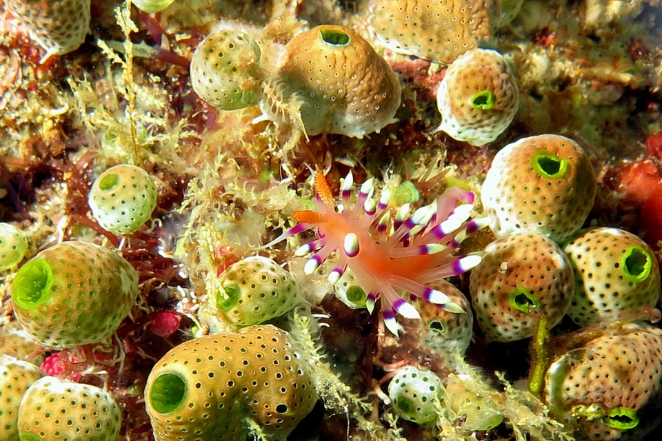 Flabellina exoptata, Didemnum molle