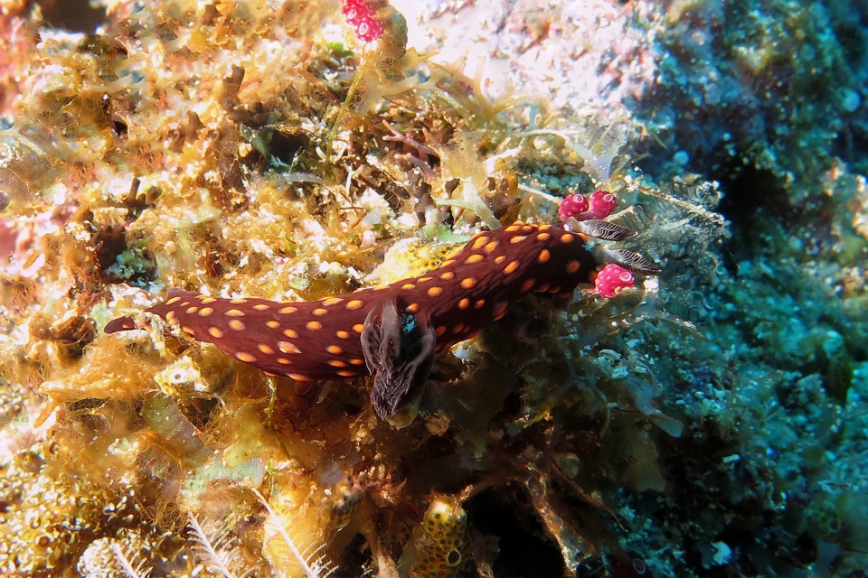 Nembrotha yonowae