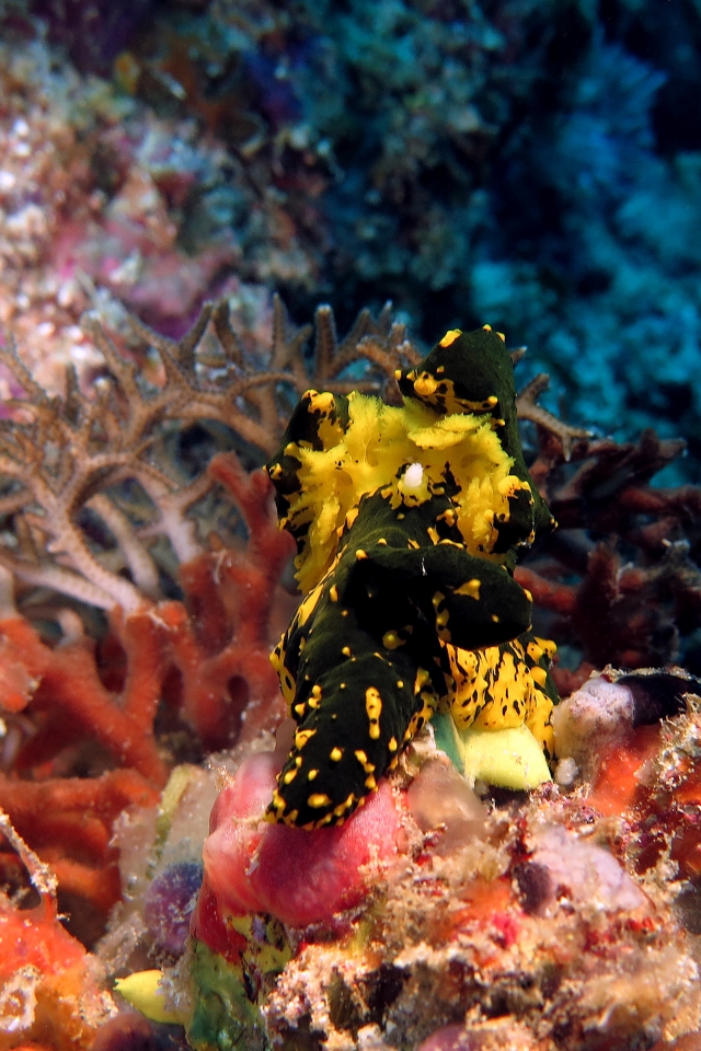 Notodoris gardineri