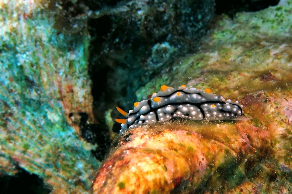Phyllidia elegans