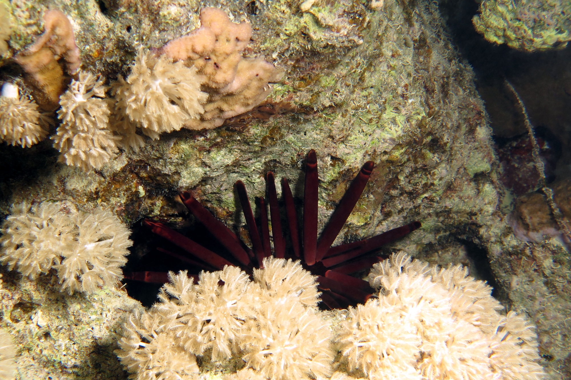 Heterocentrotus mammillatus