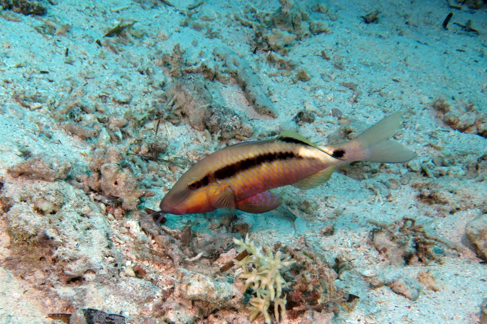 Parupeneus macronemus