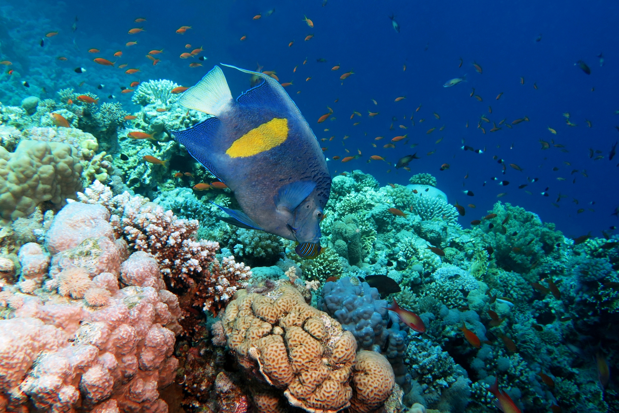 Pomacanthus maculosus