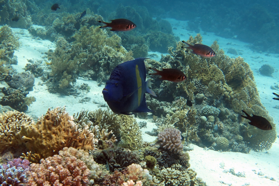 Pomacanthus maculosus, Chromis weberi