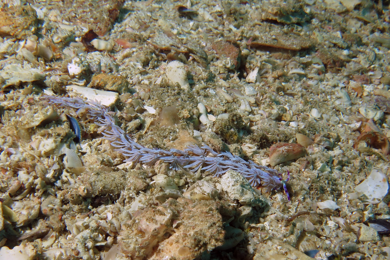 Pteraeolidia semperi