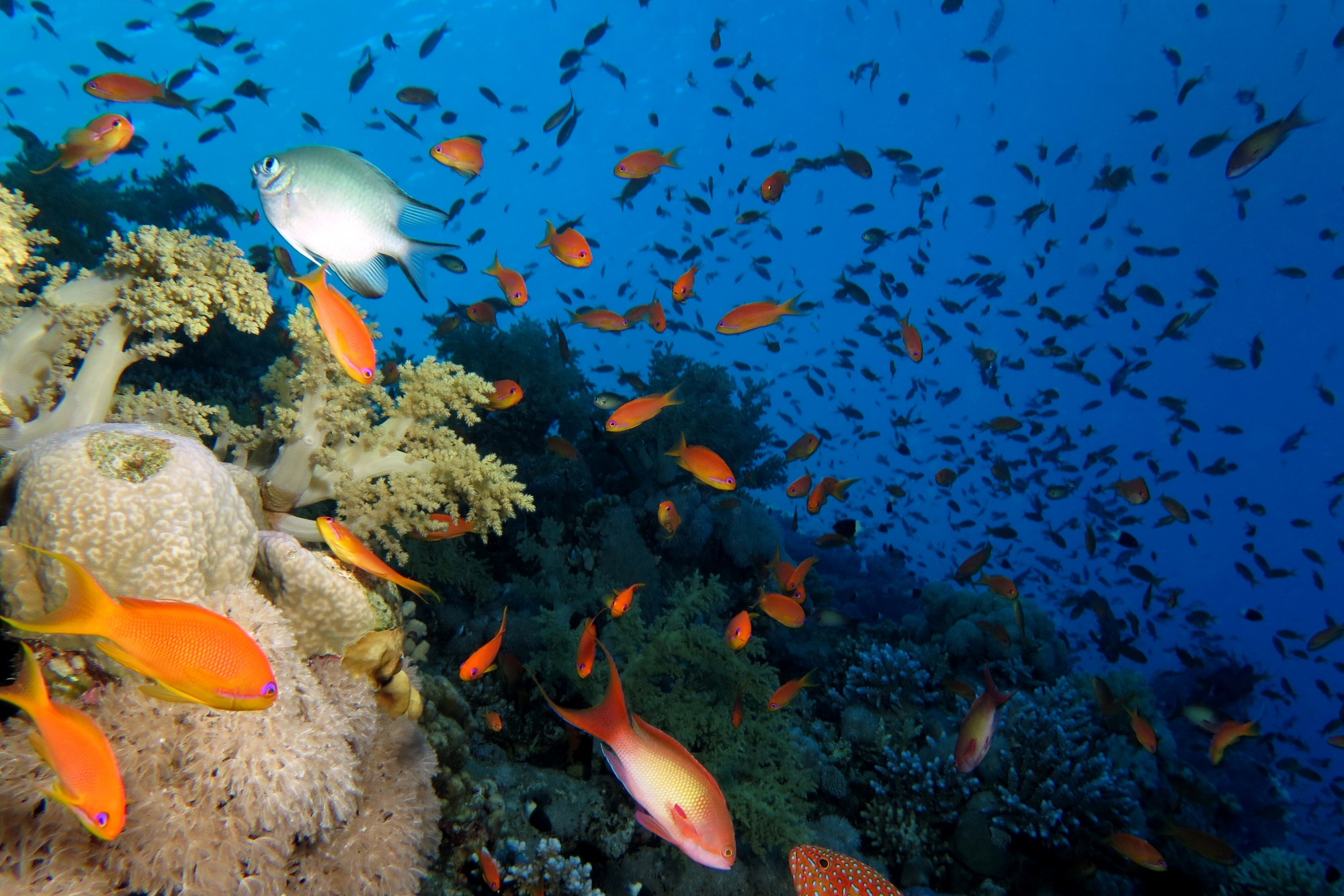 Amblyglyphidodon leucogaster, Pseudanthias squamipinnis