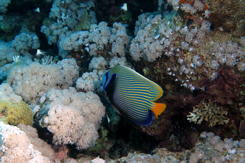 Pomacanthus imperator