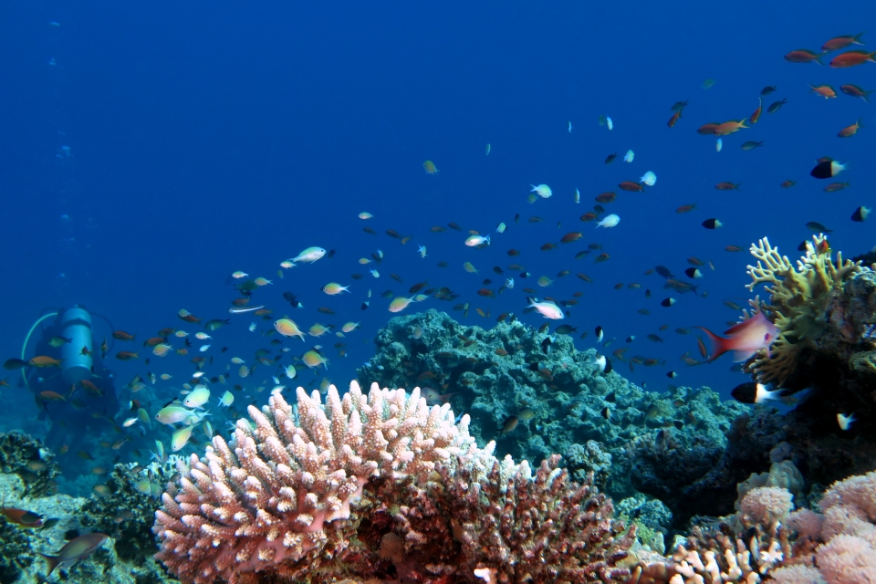 Bancs de Demoiselles et Anthias au-dessus du récif de Gordon