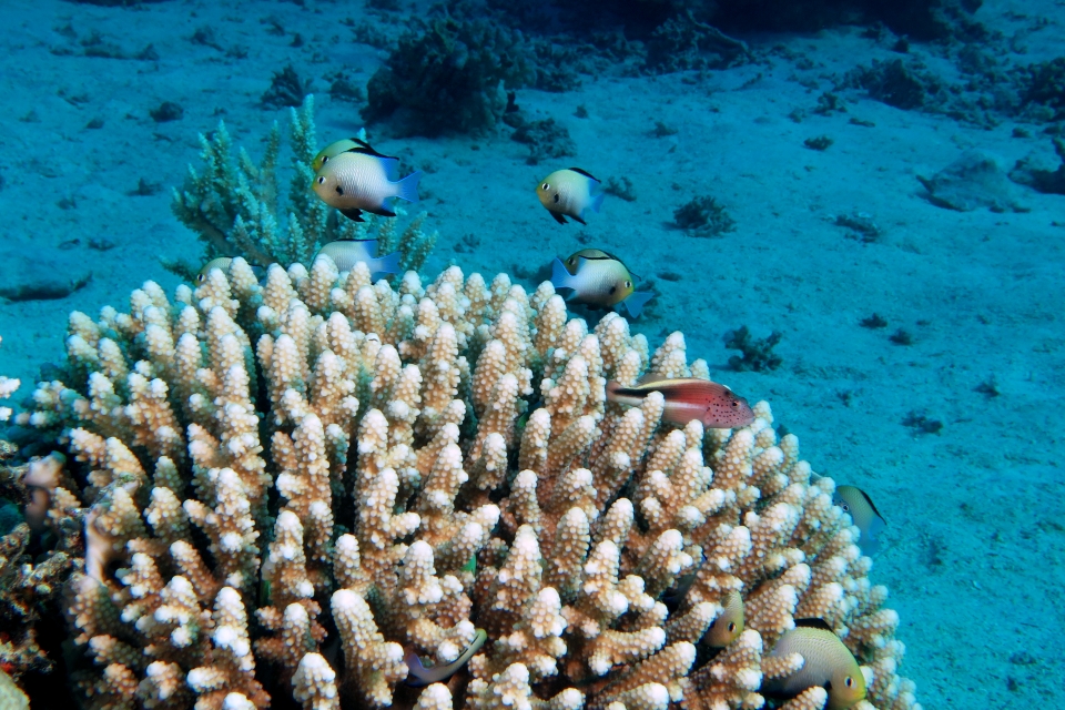 Dascyllus marginatus, Paracirrhites forsteri, Acropora