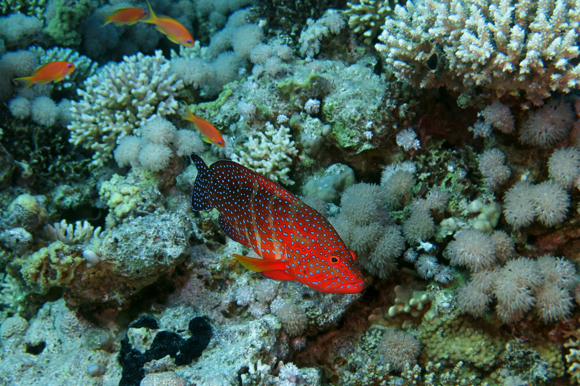 Cephalopholis miniata