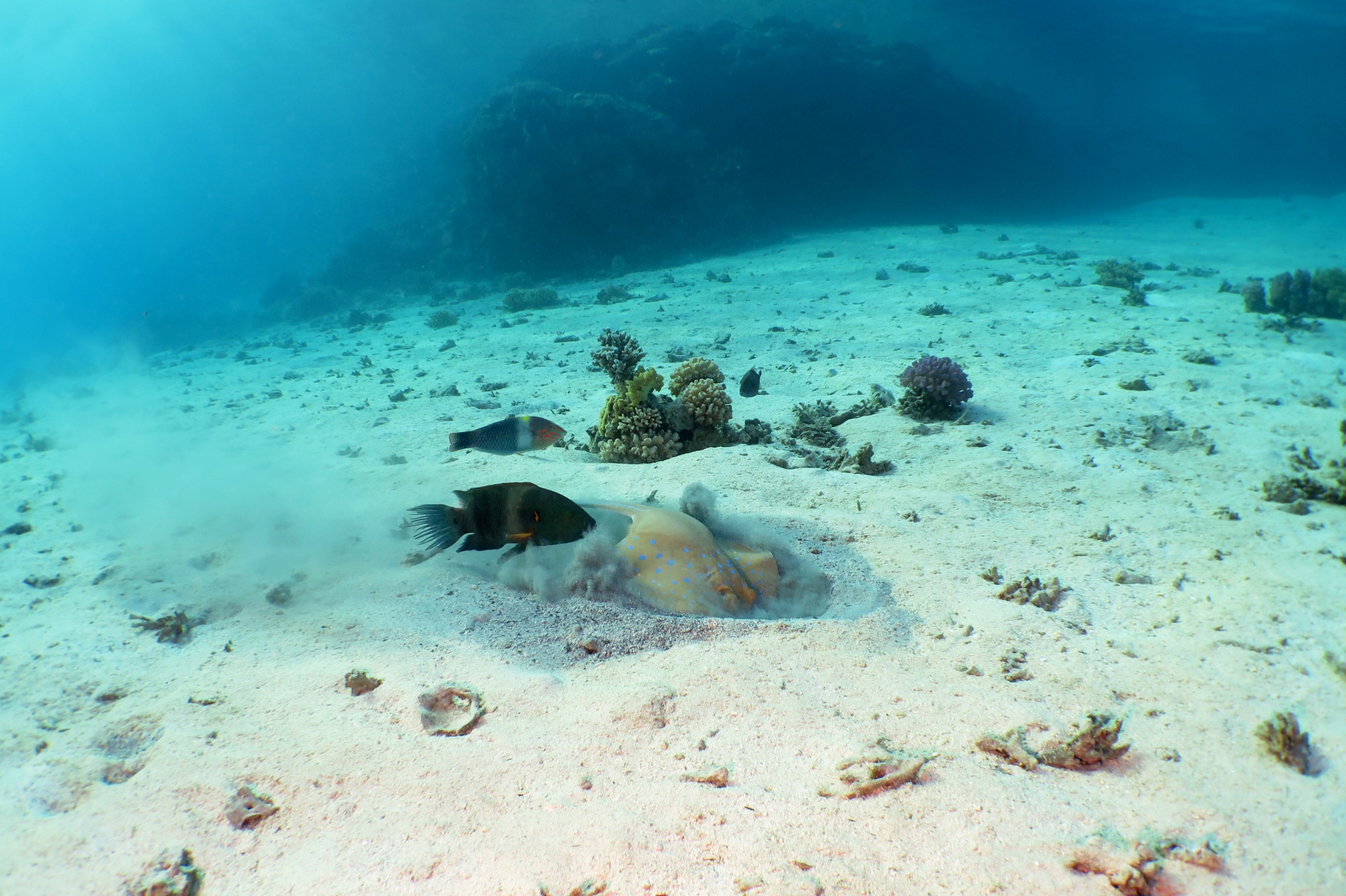 Taeniura lymma, Cheilinus lunulatus, Halichoeres hortulanus