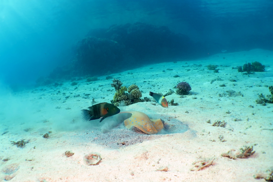 Taeniura lymma, Cheilinus lunulatus, Halichoeres hortulanus