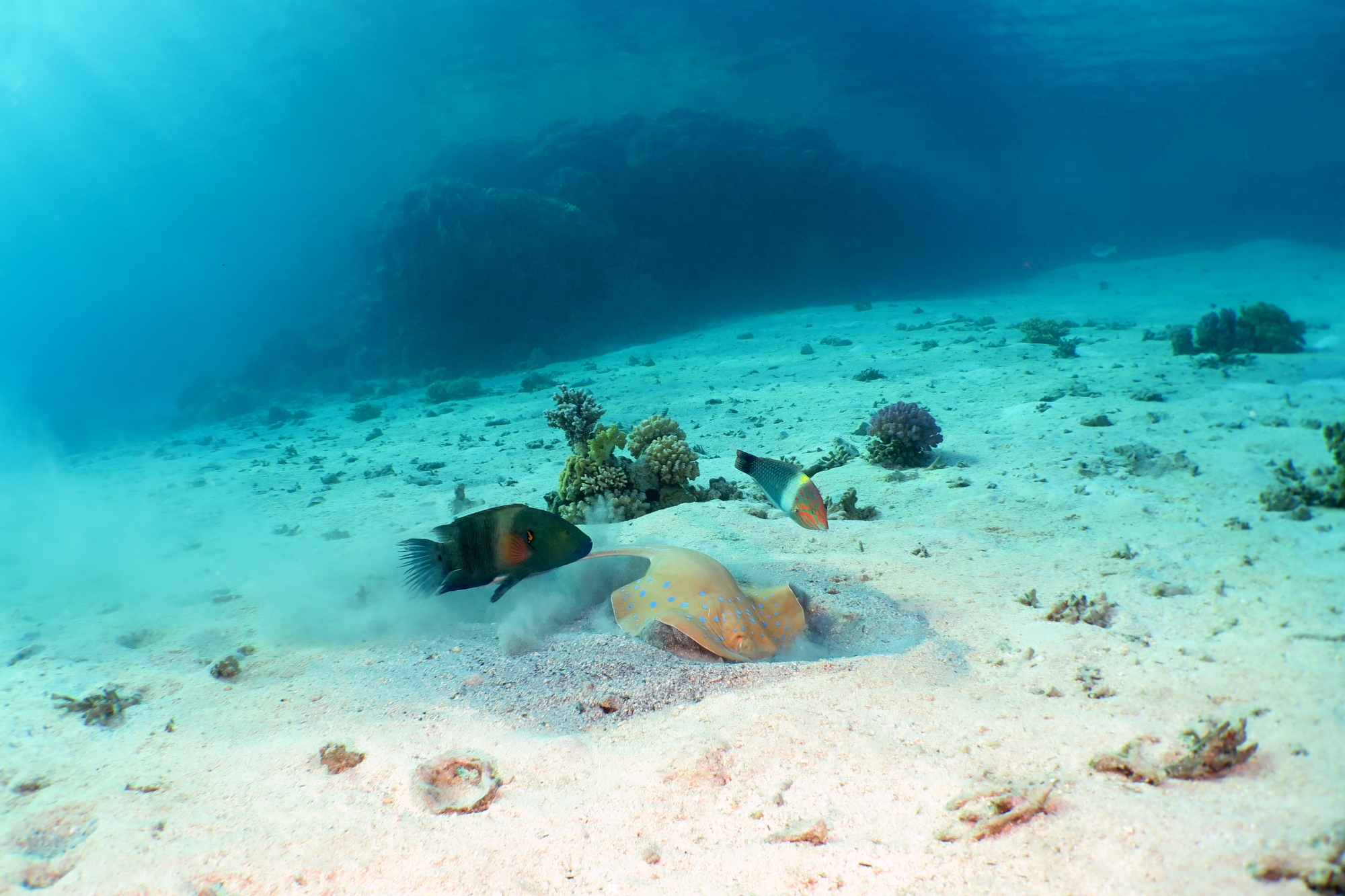 Taeniura lymma, Cheilinus lunulatus, Halichoeres hortulanus