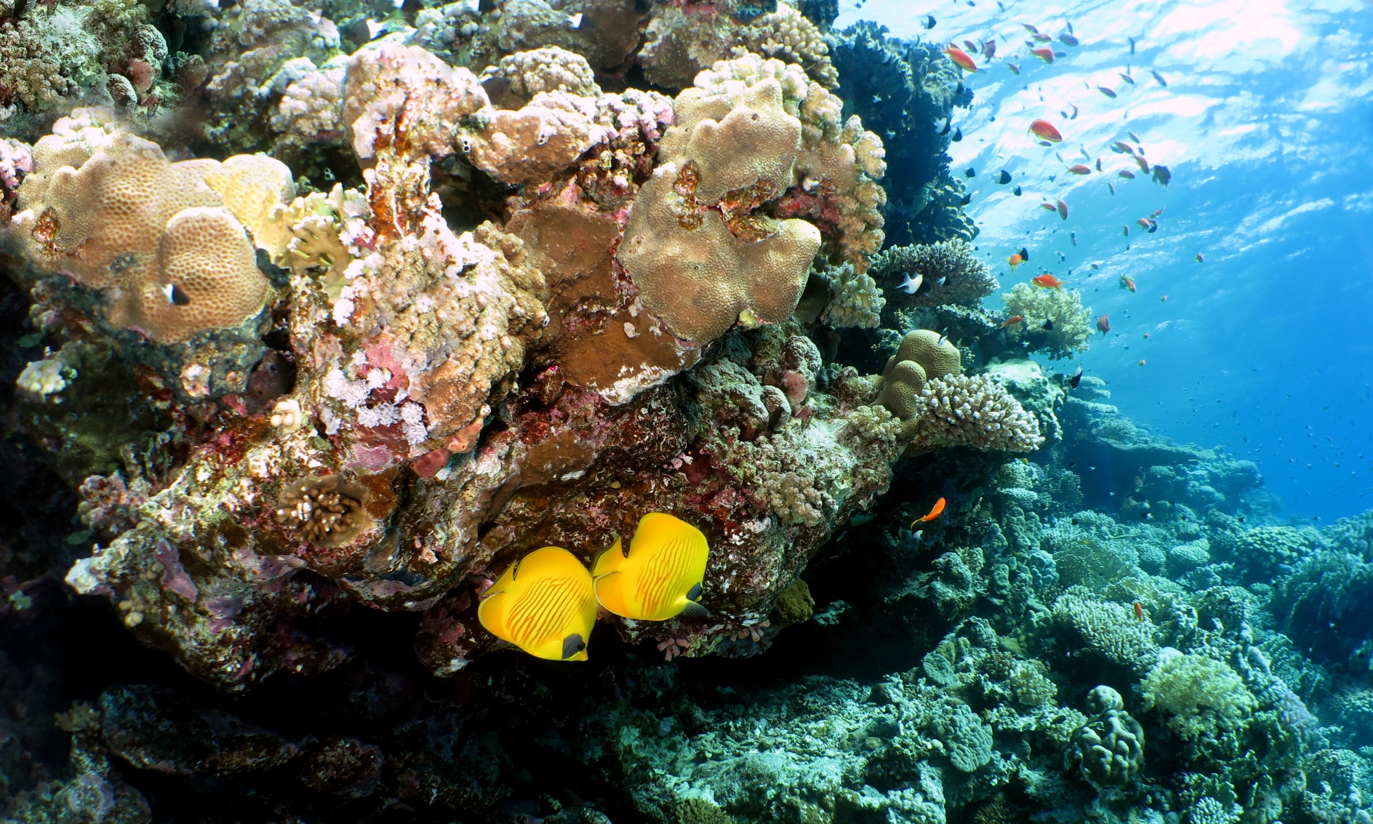 Paysage, Chaetodon semilarvatus
