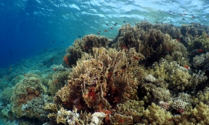 Paysage, Millepora dichotoma