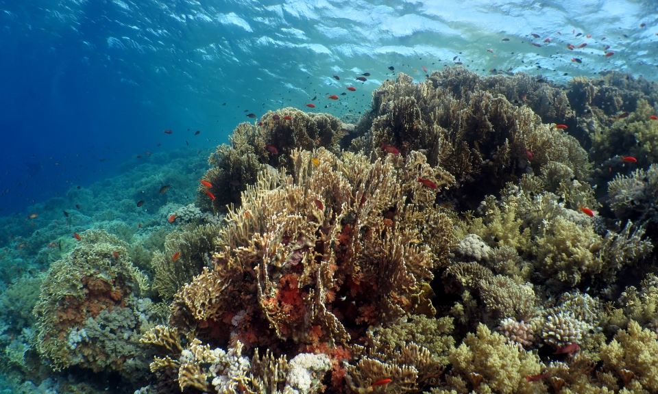 Paysage, Millepora dichotoma
