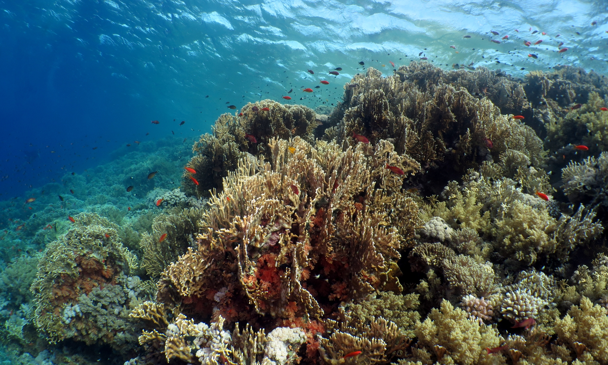 Paysage, Millepora dichotoma