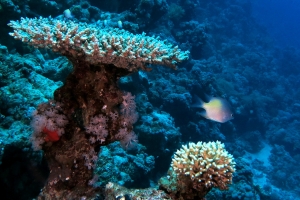 Amblyglyphidodon flavilatus