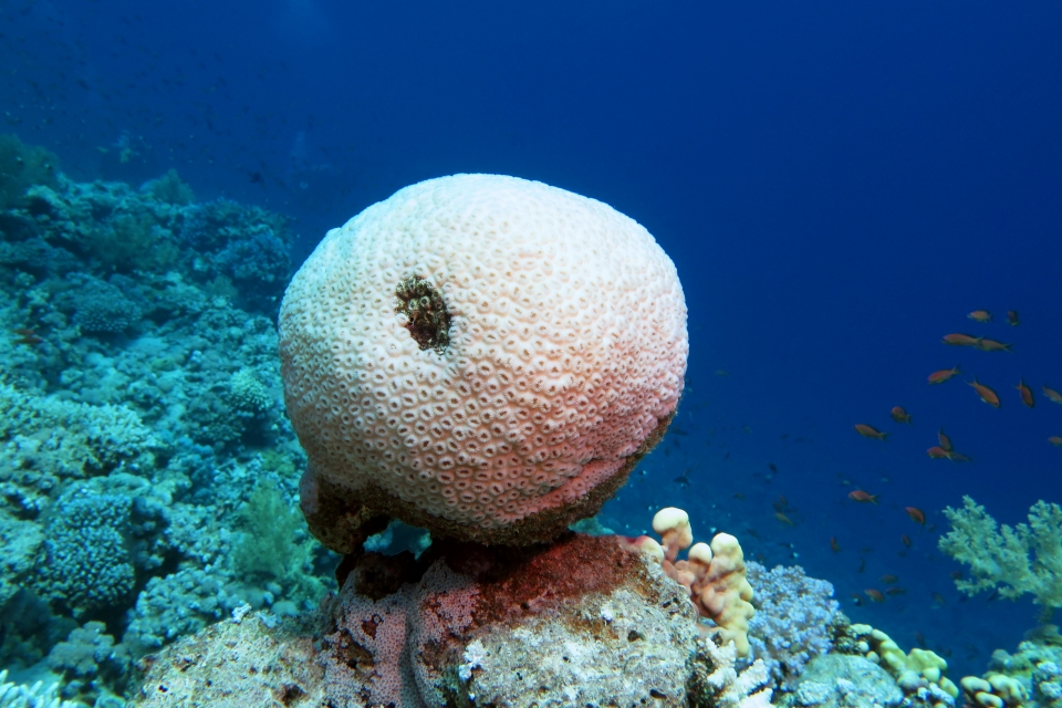 Astreopora myriophthalma