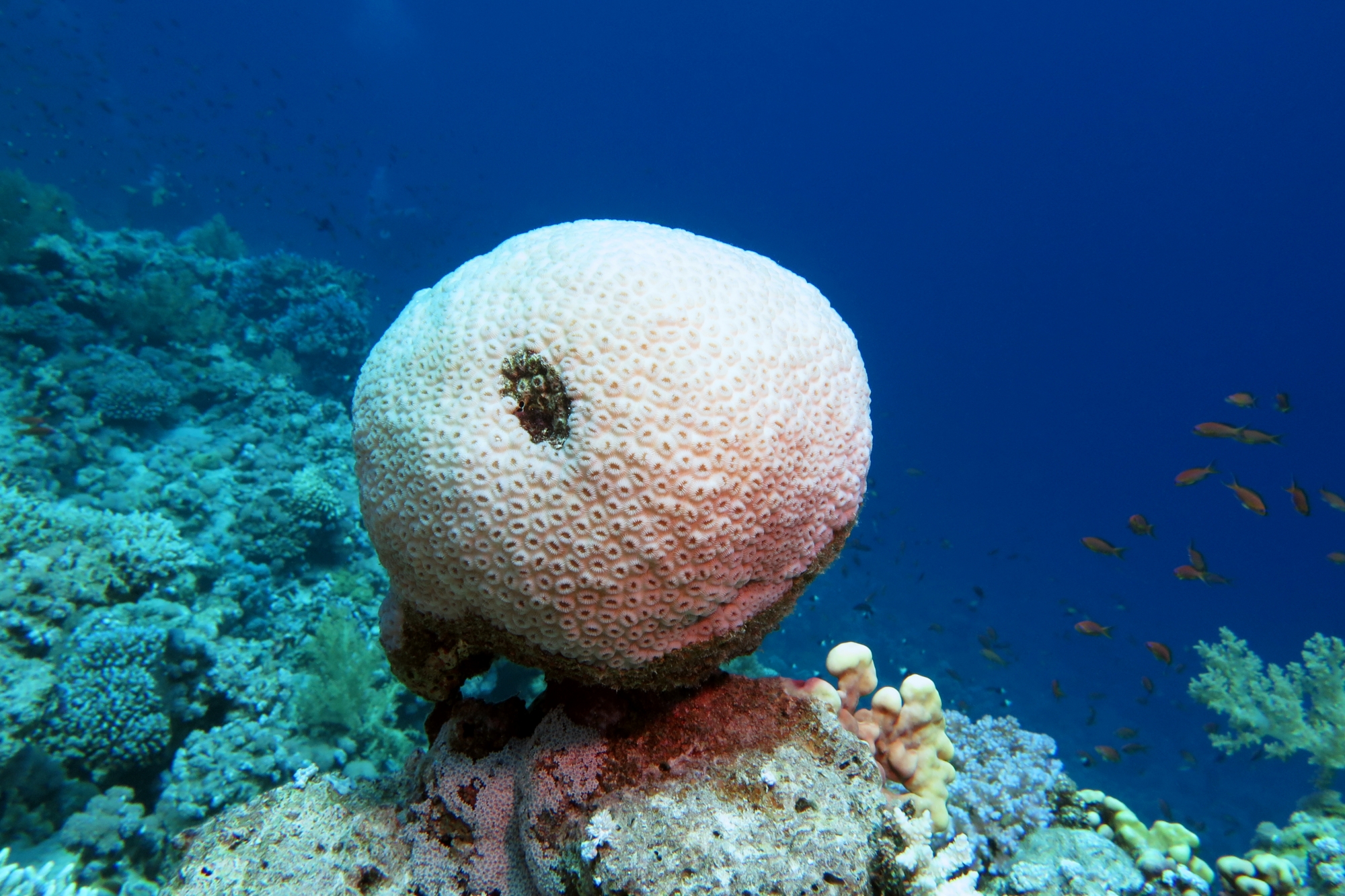 Astreopora myriophthalma