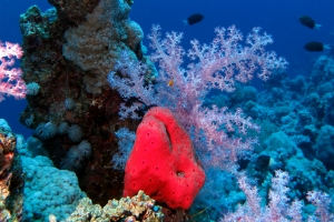 Eponge, Dendronephthya klunzingeri