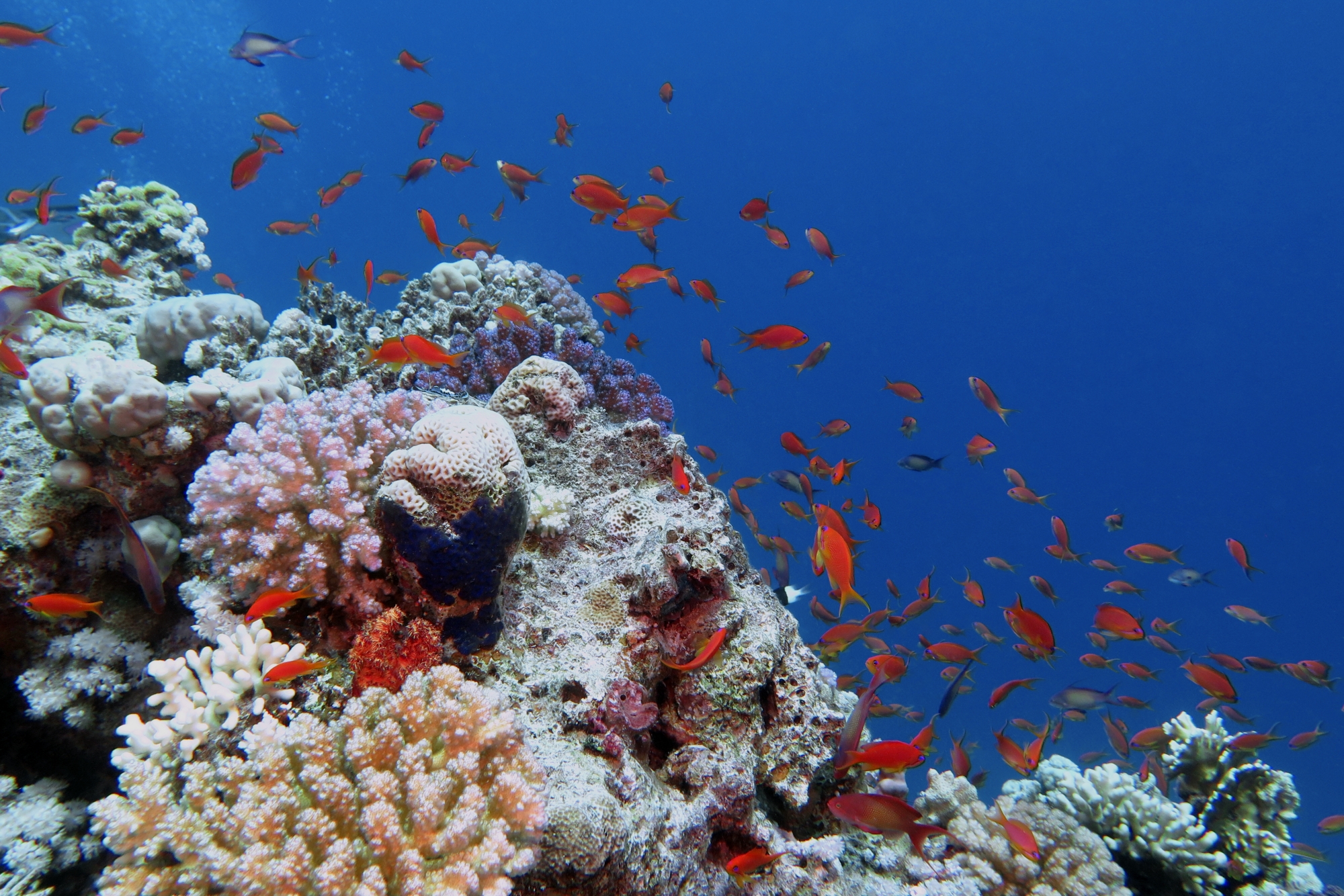 Paysage, Pseudanthias squamipinnis