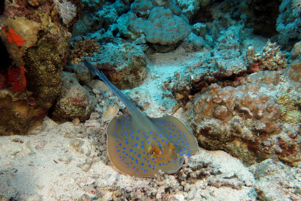 Taeniura lymma