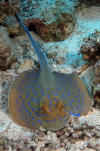 Taeniura lymma