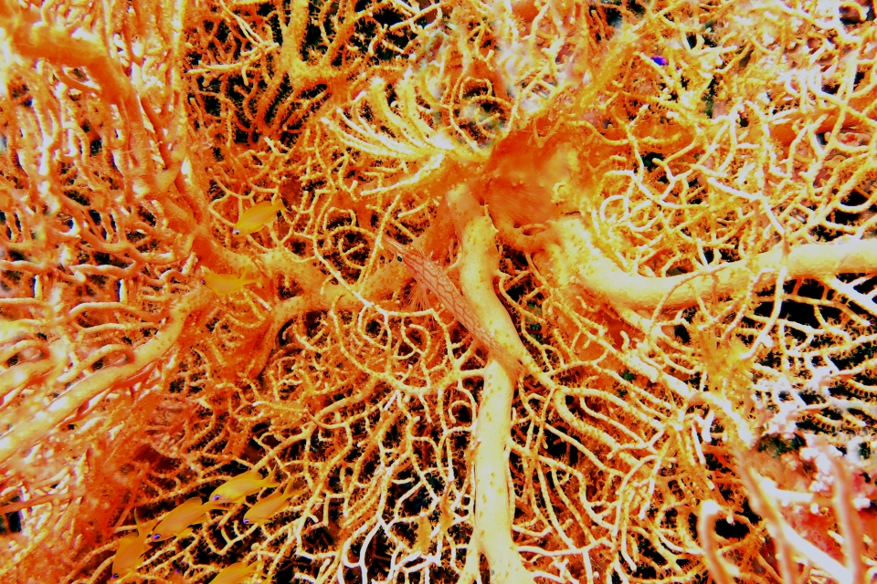 Oxycirrhites typus, Bebryce sulfurea