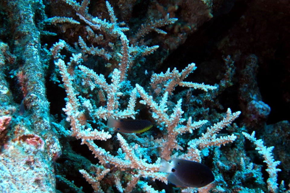 Anampses twistii, Pomacentrus trichrourus