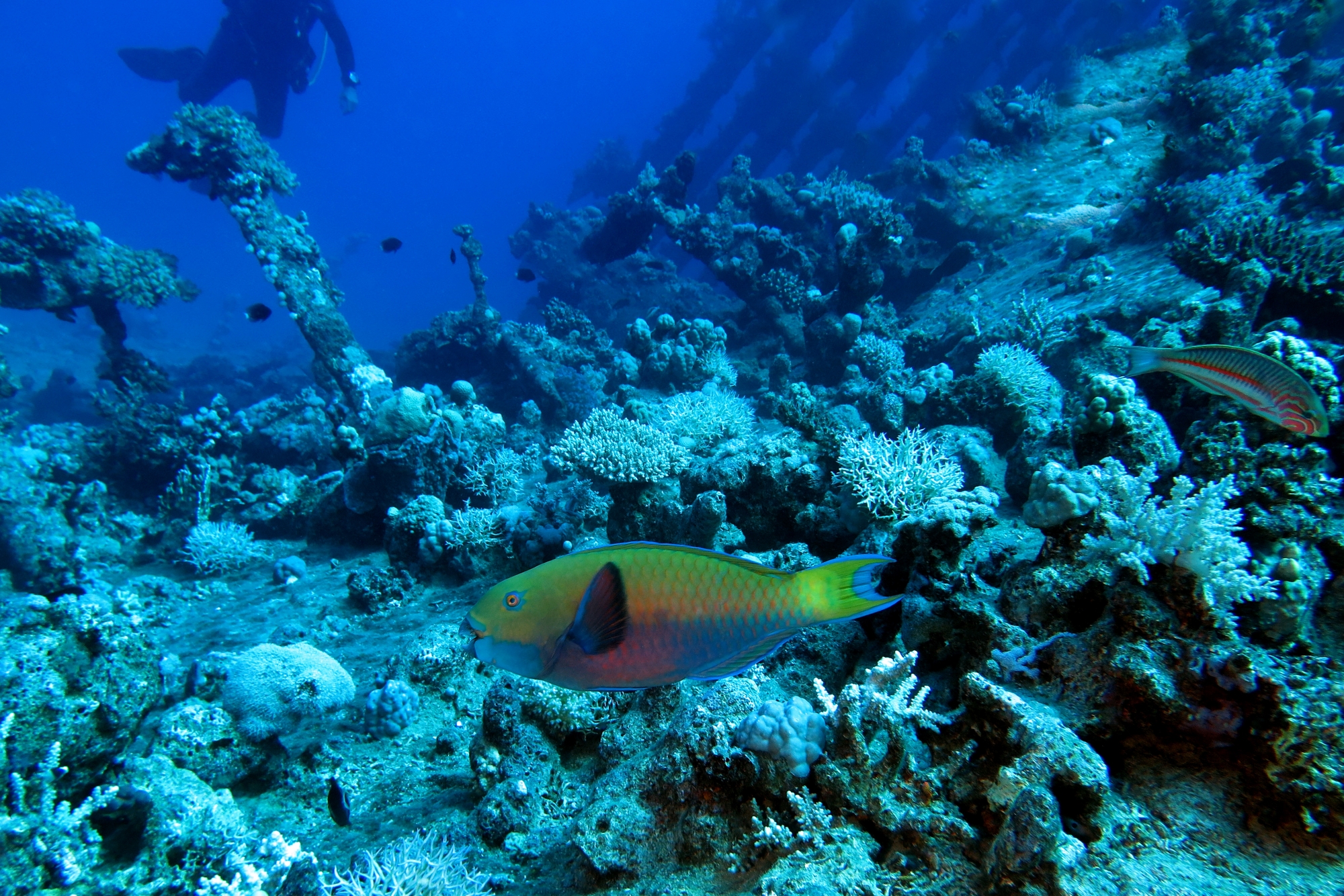 Chlorurus gibbus