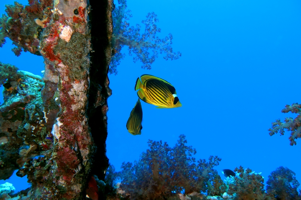 Chaetodon fasciatus