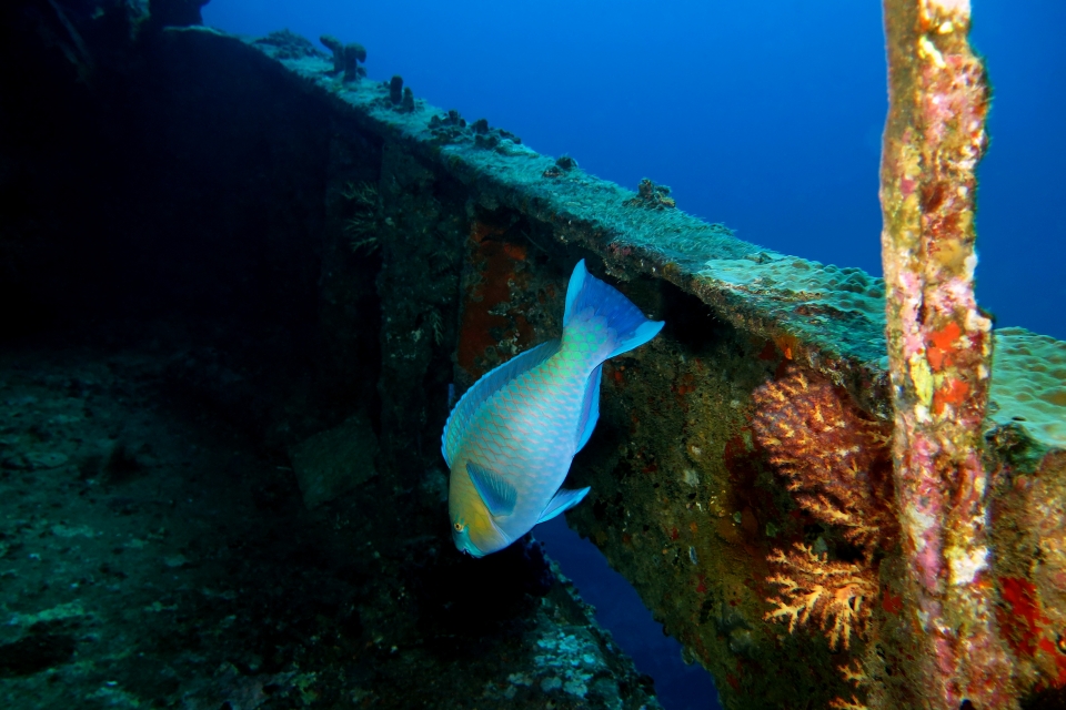 Scarus ferrugineus