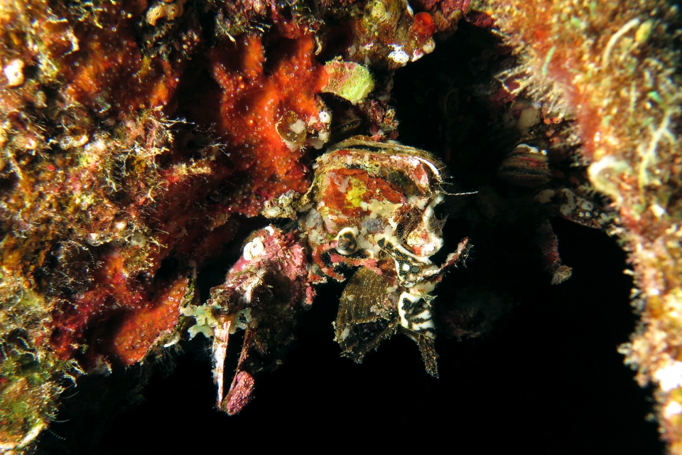Pteria aegyptiaca