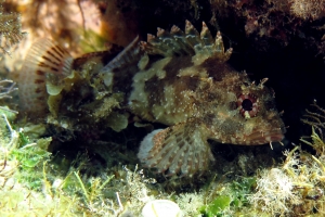 Scorpaena maderensis