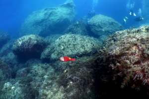 Sparisoma cretense