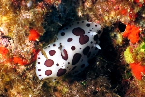 Peltodoris atromaculata