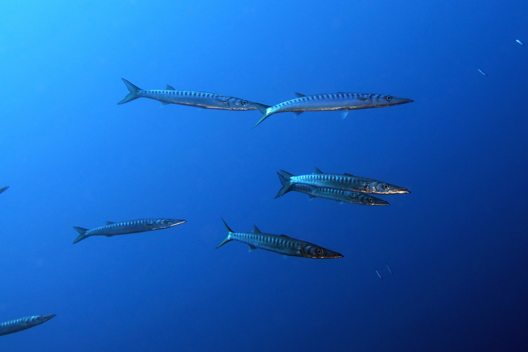 Sphyraena viridensis