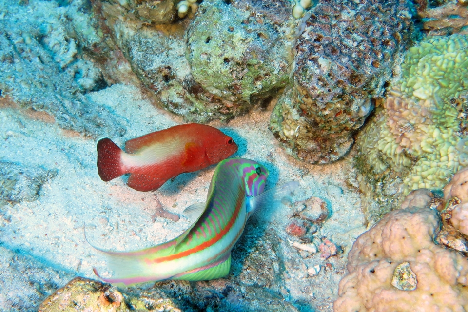 Cephalopholis hemistiktos, Thalassoma rueppellii