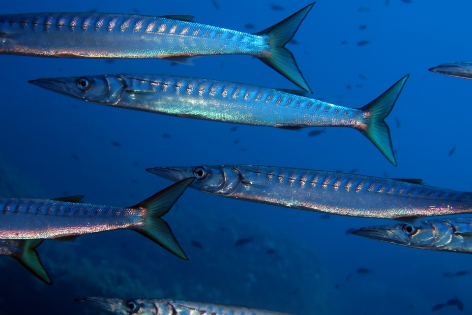 Sphyraena viridensis