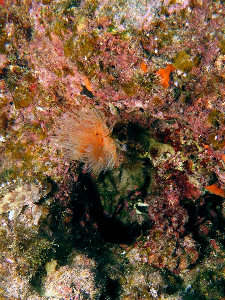 Protula tubularia